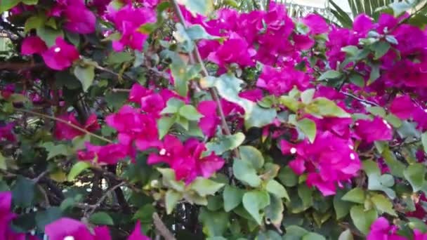 Climbing above a colorful fence with magenta and pink flowers