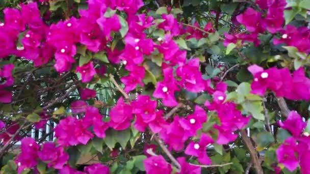 Klättring Över Ett Färgglatt Staket Med Magenta Och Rosa Blommor — Stockvideo