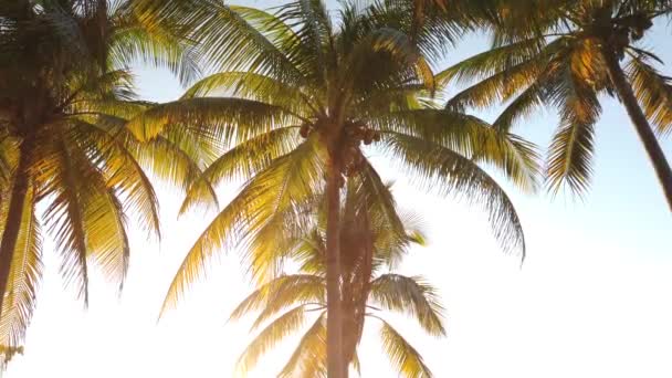 Vergine Spiaggia Caraibica Incontaminata Tramonto Con Albero Palme Luce Dorata — Video Stock