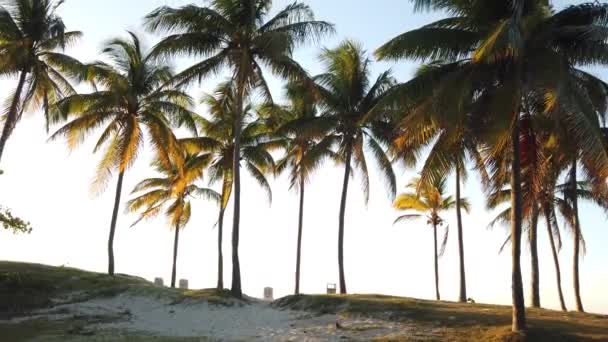 Девственный Нетронутый Карибский Пляж Закате Пальмами Золотой Яркий Свет Над — стоковое видео