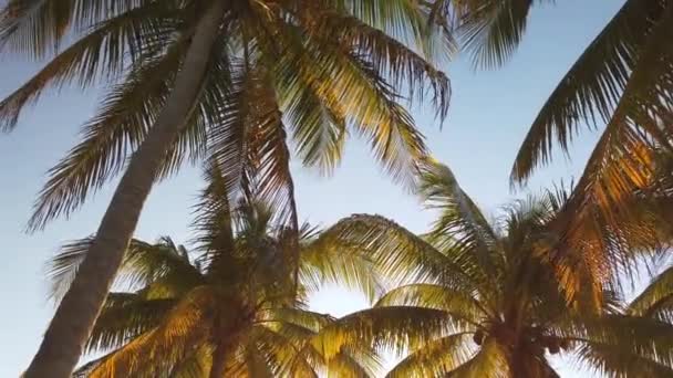 Vergine Spiaggia Caraibica Incontaminata Tramonto Con Albero Palme Luce Dorata — Video Stock