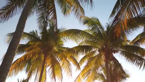 Παρθένο Παρθένα Παραλία Της Καραϊβικής Στο Ηλιοβασίλεμα Ένα Δέντρο Παλάμες — Αρχείο Βίντεο