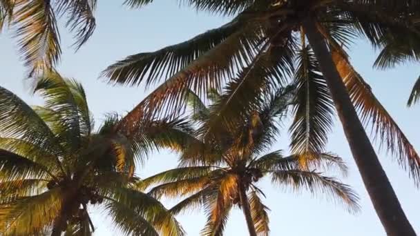 Vergine Spiaggia Caraibica Incontaminata Tramonto Con Albero Palme Luce Dorata — Video Stock