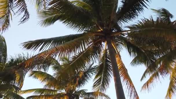 Vergine Spiaggia Caraibica Incontaminata Tramonto Con Albero Palme Luce Dorata — Video Stock