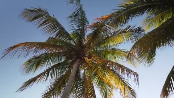 Virgin Orörda Karibiska Stranden Vid Solnedgången Med Palmer Träd Gyllene — Stockvideo