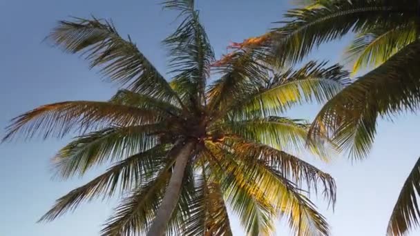 Vergine Spiaggia Caraibica Incontaminata Tramonto Con Albero Palme Luce Dorata — Video Stock