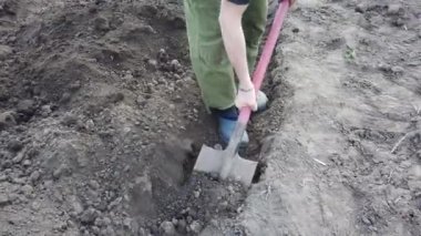 Çiftçi ekin için yatak kazıyor. Baharda toprağa patates ekin..