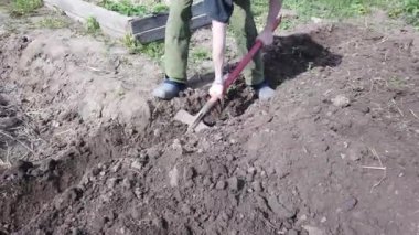 Çiftçi ekin için yatak kazıyor. Baharda toprağa patates ekin..