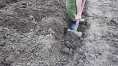 Çiftçi ekin için yatak kazıyor. Baharda toprağa patates ekin..