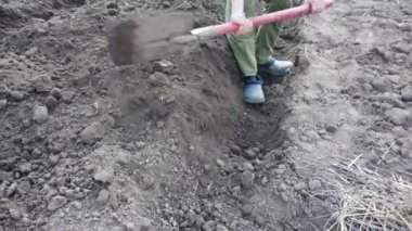 Çiftçi ekin için yatak kazıyor. Baharda toprağa patates ekin..