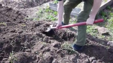 Çiftçi ekin için yatak kazıyor. Baharda toprağa patates ekin..