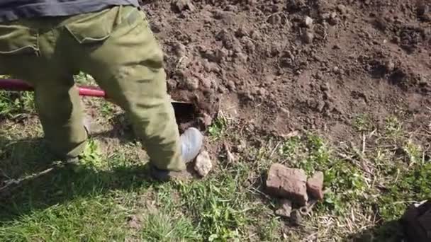 農家の植物は作物のためのベッドを掘る 春に地面にジャガイモを植える — ストック動画