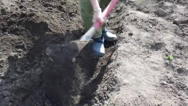 Planta Campesina Excavando Lechos Para Cultivos Planta Papas Suelo Primavera — Vídeo de stock