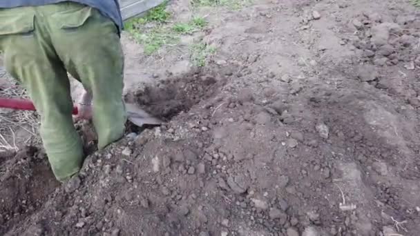 Αγρότης Που Σκάβει Κρεβάτια Για Καλλιέργειες Φυτικές Πατάτες Στο Έδαφος — Αρχείο Βίντεο