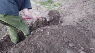 Çiftçi ekin için yatak kazıyor. Baharda toprağa patates ekin..