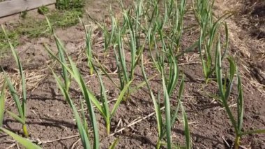 Satır bahar erken yeşil soğan Ekim. Close-up güneşe ekili bahçe genç yeşil soğan