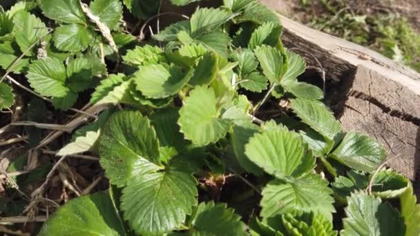 Tuin Groeien Aardbeien Biologische Landbouw Aardbeien Tuin Remontant Aardbeien Groeien — Stockvideo