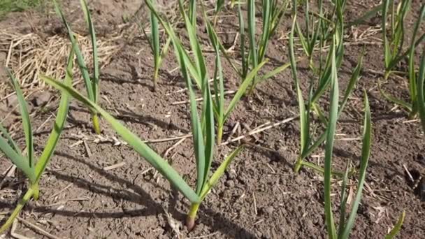 Línea Plantación Temprana Cebolla Verde Primavera Primer Plano Cebolla Verde — Vídeos de Stock