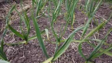 Satır bahar erken yeşil soğan Ekim. Close-up güneşe ekili bahçe genç yeşil soğan