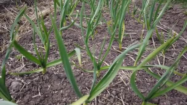 Línea Plantación Temprana Cebolla Verde Primavera Primer Plano Cebolla Verde — Vídeos de Stock