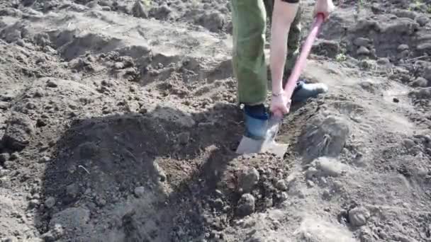 Farmer Plant Digging Beds Crops Plant Potatoes Ground Spring — Stock Video