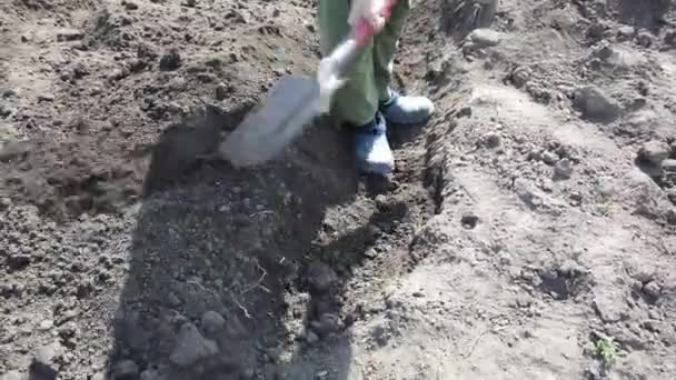 Planta Campesina Excavando Lechos Para Cultivos Planta Papas Suelo Primavera — Vídeo de stock