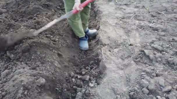 Petani Menggali Tempat Tidur Untuk Tanaman Tanaman Kentang Tanah Pada — Stok Video