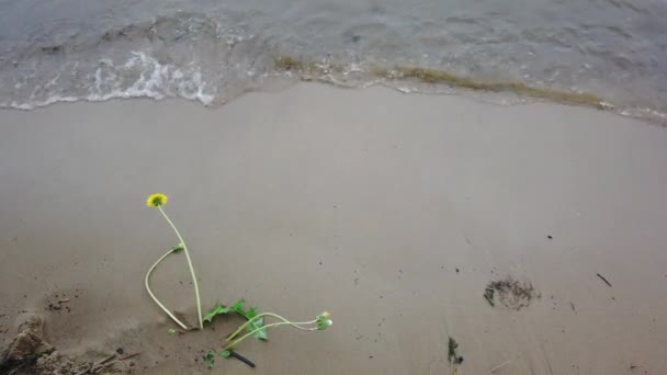 Цветы Волне Речной Воды Цветы Песчаном Пляже Реки — стоковое видео