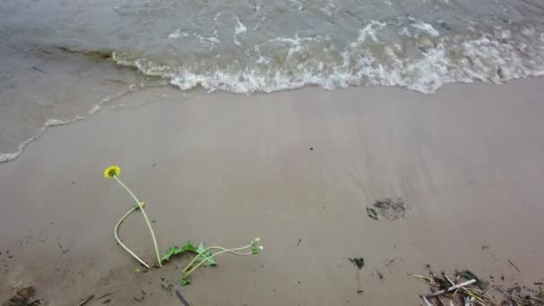 Flores Ola Agua Del Río Flores Playa Del Río Arena — Vídeos de Stock