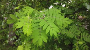 Doğa arka planı. Bir ağaç dalı veya rüzgarda bir bitki üzerinde güzel yeşil yaprakları. Bir yaz gününde orman yeşili bitkiler. Yavaş çekim 4k.