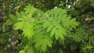 Doğa arka planı. Bir ağaç dalı veya rüzgarda bir bitki üzerinde güzel yeşil yaprakları. Bir yaz gününde orman yeşili bitkiler. Yavaş çekim 4k.