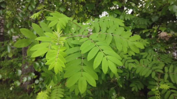 Φυσικό Φόντο Όμορφα Πράσινα Φύλλα Ένα Κλαδί Δέντρου Ένα Φυτό — Αρχείο Βίντεο