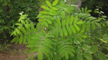 Doğa arka planı. Bir ağaç dalı veya rüzgarda bir bitki üzerinde güzel yeşil yaprakları. Bir yaz gününde orman yeşili bitkiler. Yavaş çekim 4k.