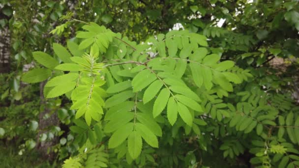 Fondo Naturaleza Hermosas Hojas Verdes Una Rama Árbol Una Planta — Vídeo de stock