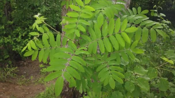 自然背景 树上的绿叶或风中的植物 夏天的森林绿色植物 慢动作 — 图库视频影像