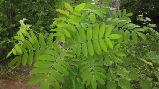 Tło Przyrodnicze Piękne Zielone Liście Gałęzi Drzewa Lub Roślin Wietrze — Wideo stockowe