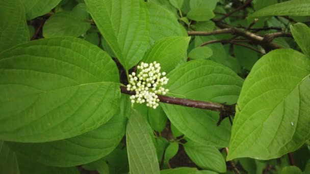 自然の背景 木の枝や風の中の植物に美しい緑の葉 夏の日に森林緑の植物 スローモーション — ストック動画