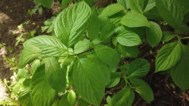 Doğa arka planı. Bir ağaç dalı veya rüzgarda bir bitki üzerinde güzel yeşil yaprakları. Bir yaz gününde orman yeşili bitkiler. Yavaş çekim 4k.