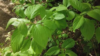 Doğa arka planı. Bir ağaç dalı veya rüzgarda bir bitki üzerinde güzel yeşil yaprakları. Bir yaz gününde orman yeşili bitkiler. Yavaş çekim 4k.