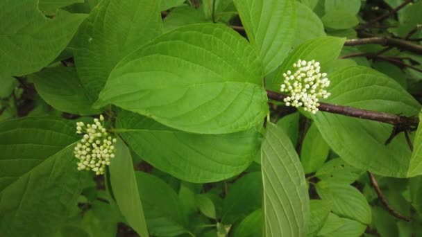 Fondo Naturaleza Hermosas Hojas Verdes Una Rama Árbol Una Planta — Vídeo de stock