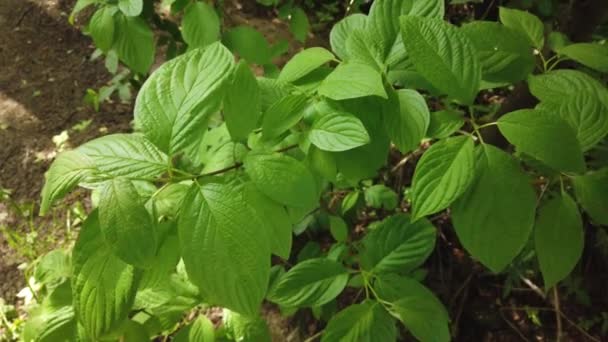 自然の背景 木の枝や風の中の植物に美しい緑の葉 夏の日に森林緑の植物 スローモーション — ストック動画