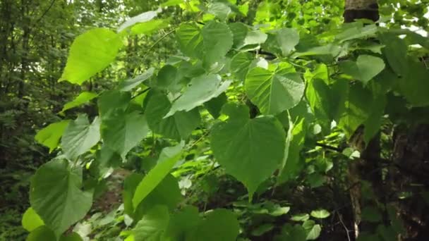 自然背景 树上的绿叶或风中的植物 夏天的森林绿色植物 慢动作 — 图库视频影像