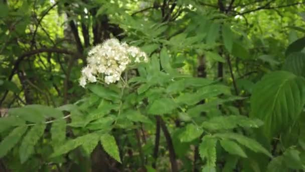 自然の背景 木の枝や風の中の植物に美しい緑の葉 夏の日に森林緑の植物 スローモーション — ストック動画