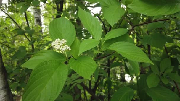 Nature Background Beautiful Green Leaves Tree Branch Plant Wind Forest — Stock Video