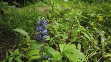 Doğa arka planı. Bir ağaç dalı veya rüzgarda bir bitki üzerinde güzel yeşil yaprakları. Bir yaz gününde orman yeşili bitkiler. Yavaş çekim 4k.
