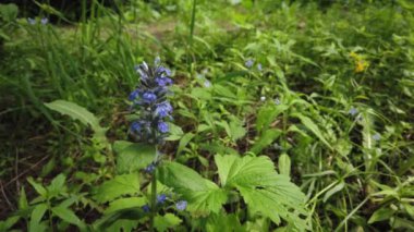 Doğa arka planı. Bir ağaç dalı veya rüzgarda bir bitki üzerinde güzel yeşil yaprakları. Bir yaz gününde orman yeşili bitkiler. Yavaş çekim 4k.