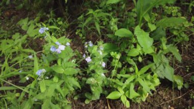 Doğa arka planı. Bir ağaç dalı veya rüzgarda bir bitki üzerinde güzel yeşil yaprakları. Bir yaz gününde orman yeşili bitkiler. Yavaş çekim 4k.