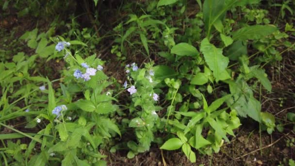 自然の背景 木の枝や風の中の植物に美しい緑の葉 夏の日に森林緑の植物 スローモーション — ストック動画