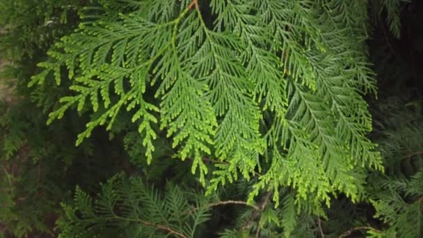 배경입니다 바람에 식물에 아름다운 슬로우 — 비디오