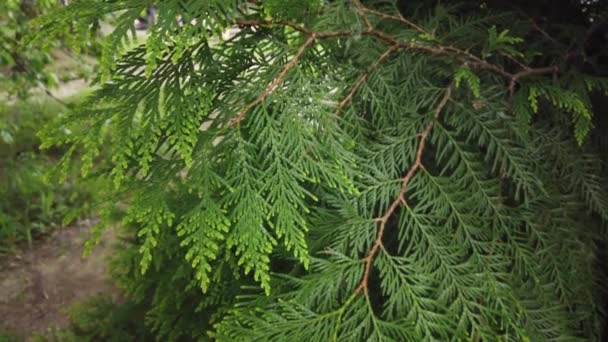 Fundo Natureza Belas Folhas Verdes Ramo Árvore Uma Fábrica Vento — Vídeo de Stock